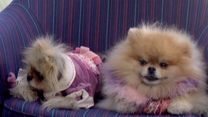 Was It Love at First Sight for Lisa Vanderpump's Dogs Giggy and Harrison?