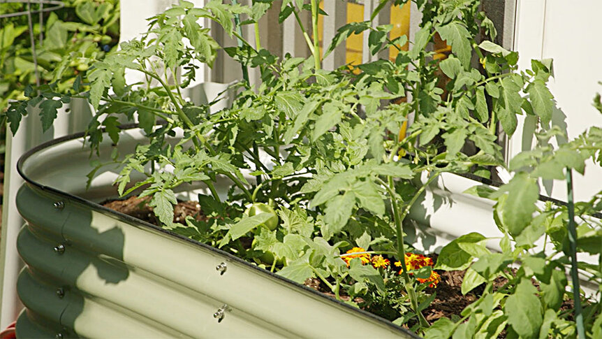 Ashley Darby's home garden within a large trough.