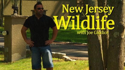New Jersey Wildlife with Joe Giudice