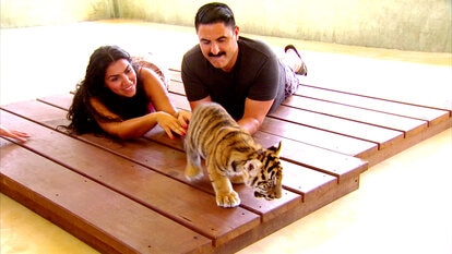 The Shahs Play with Tiger Cubs!