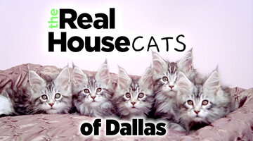 Introducing The Real Housecats of Dallas