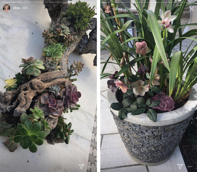 Dina Manzo's 2019 Outdoor Plants