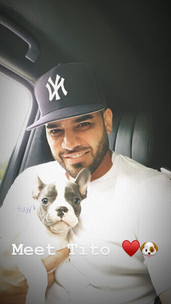 Mike Shouhed New Dog Pet 02