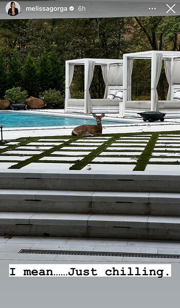 Melissa Gorga shows a deer laying next to her pool in the backyard of her New Jersey home.