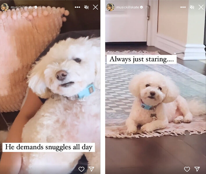 A series of Katie Maloney and Tom Schwartz's dog, Butters, lounging around Katie's apartment.