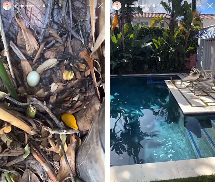 A series of Erika Jayne's pool and ducks who have started living there.