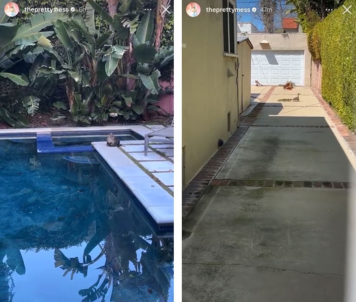 A series of ducks who have started living in Erika Jayne's pool