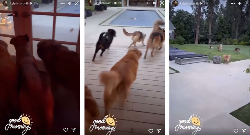 A split of Kyle Richards' dogs posted to her Instagram story.